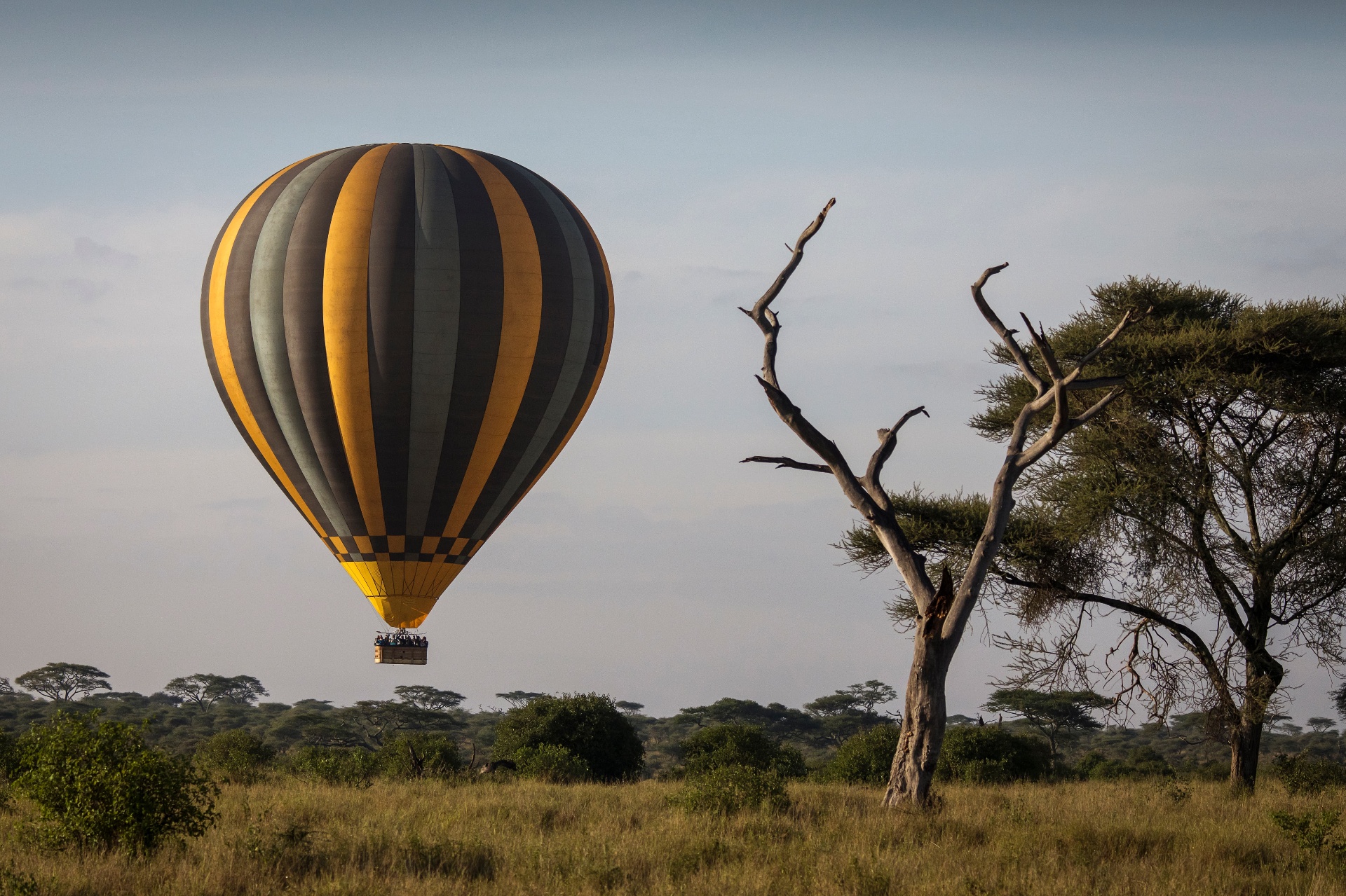 Sunrise over the acacias