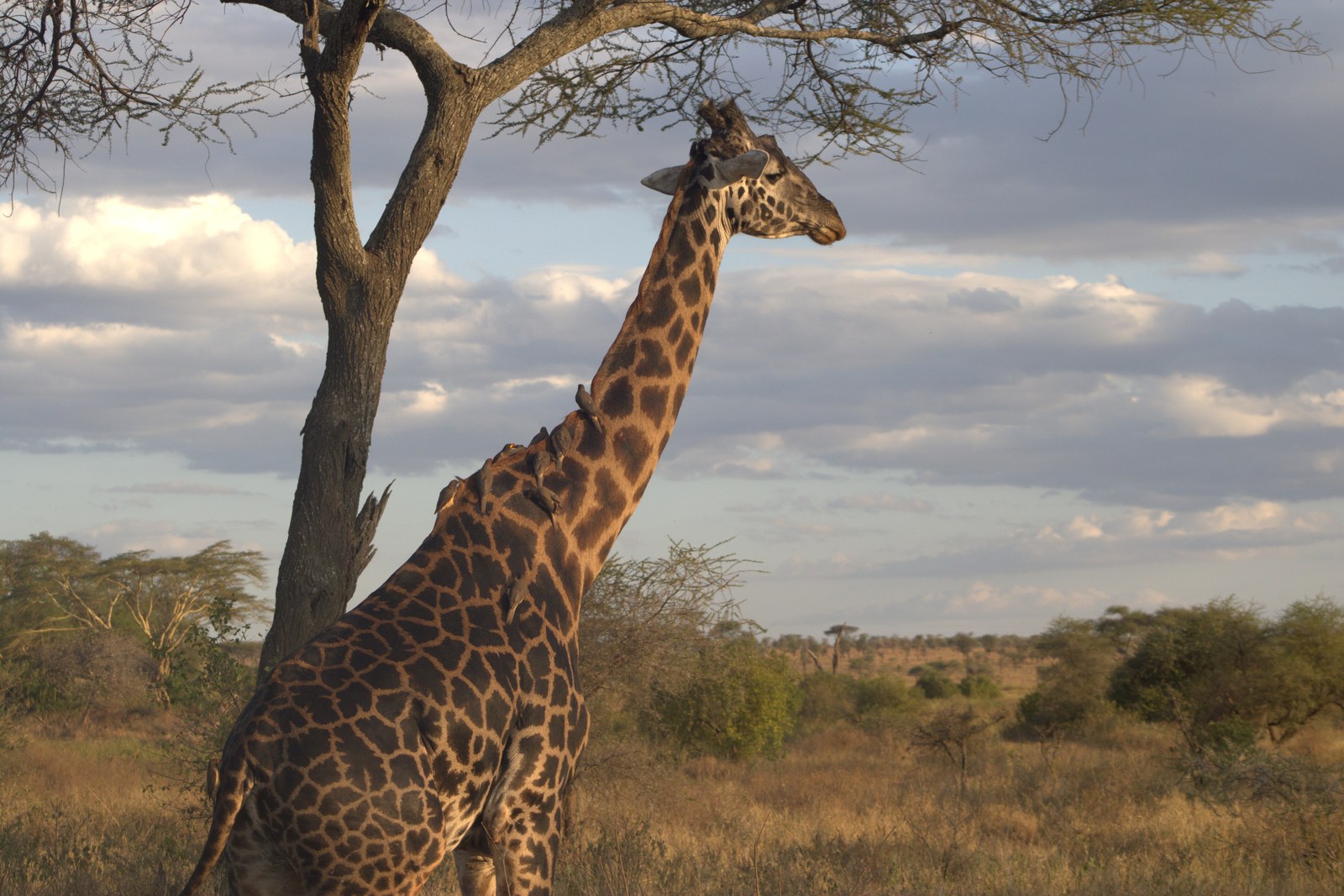 Maasai giraffes on the open plains